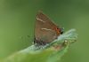 White-letter Hairstreak at Benfleet Downs (Steve Arlow) (84614 bytes)